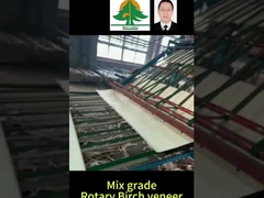 Taille complète du placage de bouleau rotatif Épaisseur 0,5 mm Taille 2600*1300 mm pour la qualité mixte