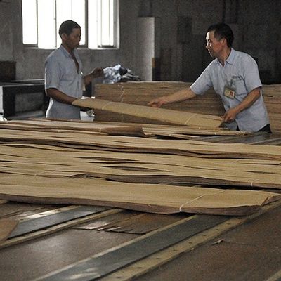 épaisseur Tamo Ash Veneer For Car Interior naturel de 0.5mm et instrument de musique