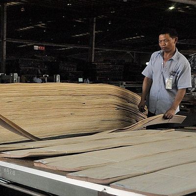 Faisceau de bois massif de chêne blanc américain tranché droit pour le panneau sophistiqué et placage teint épaisseur 0,45 mm