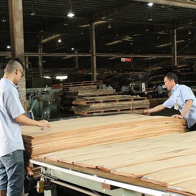 Le quart naturel de placage en bois de Koto a coupé la bonne capacité d'approvisionnement de grain droit spécial de flocon pour teindre le processus