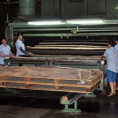 Le bois naturel américain de peuplier de double couleur plaquent la couronne coupée plate pour le contreplaqué de fantaisie