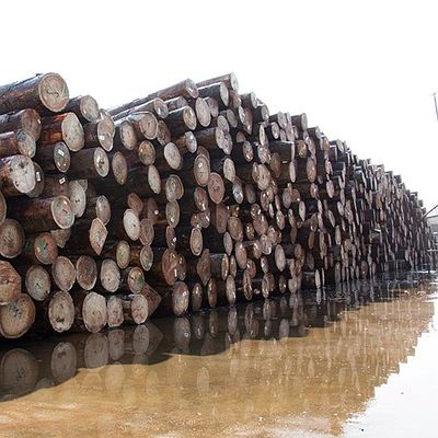 Le quart naturel de placage en bois de Koto a coupé la bonne capacité d'approvisionnement de grain droit spécial de perle pour teindre le processus