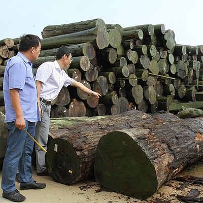 Le bois naturel américain de noix plaquent la couronne coupée plate a coupé le grain pour les meubles de première qualité faisant le fabricant de FSC Chine