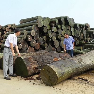 Fabriqué par l'homme Veneur de bois or Burl d'érable 640-1280mm G.MB-X8008 Retour en laine pour l'intérieur de la voiture