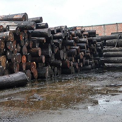 Le placage naturel de panneautage et en bois de l'Afrique Sapele de portes a à plat coupé la catégorie du grain D.C.A. de couronne