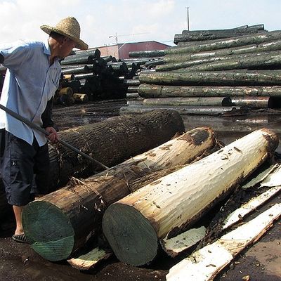 Le bois de chêne naturel américain plaquent la couronne coupée plate a coupé l'épaisseur 0.5-0.55mm de catégorie du grain D.C.A. pour le visage Chine de Cabinet