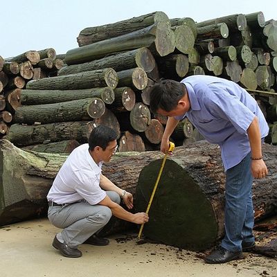 Le quart naturel de placage en bois de Koto a coupé la bonne capacité d'approvisionnement de grain droit spécial de perle pour teindre le processus