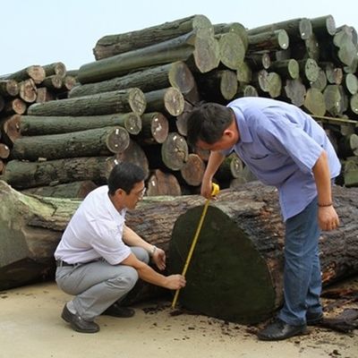 Finition de bois recomposé de faisceau de poire d'argent technique de coupe de tranche pour une largeur de grain droite 1280 mm d'épissage pour la peau de porte