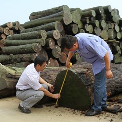 La couleur verte du papier peint de haute qualité pour le papier peint en bois de reconstruction est la couleur verte Wenge G.WG-X5333