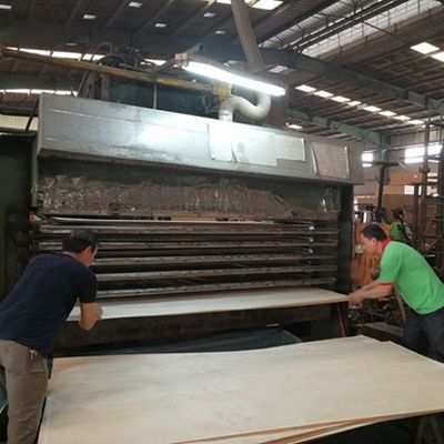 Finition de haute qualité de faisceau de bois de construction gris LATI GL-X2423 Grain droit 0,55-1,8 mm Pour l'usine de contreplaqué de fantaisie