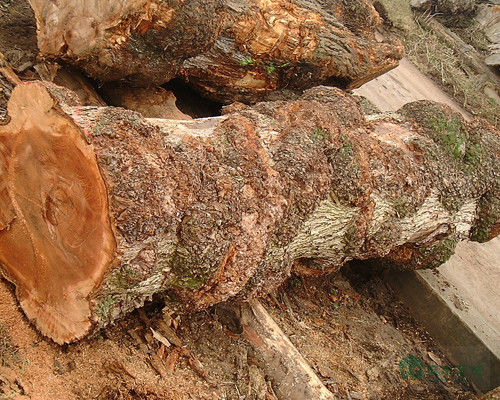 En bois massif, feuilles d'orme américain de qualité A pour la couronne coupée en quart de grain, couleur naturelle pour la porte 3200 mm vers le haut