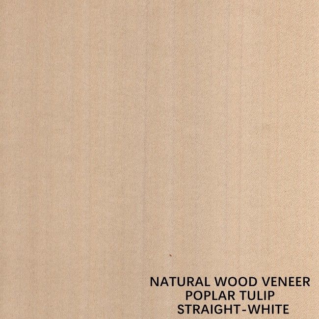 Placage naturel américain en bois de peuplier de couleur blanche droite pour le contreplaqué/porte de fantaisie