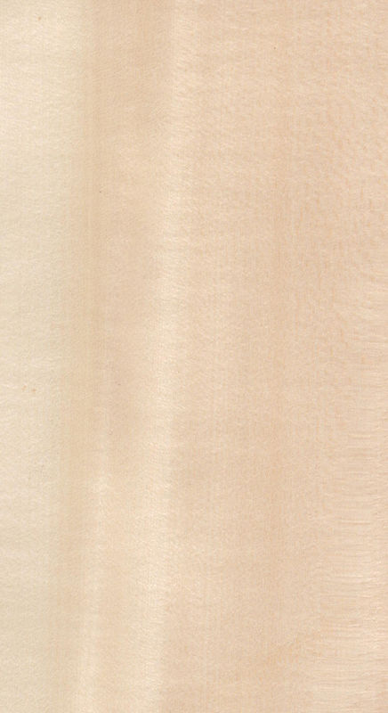 Véritable faisceau de bois de bassin coupé pour la taille 13 cm vers le haut coupé plat droit pour la feuille de visage du cabinet