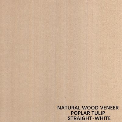 Placage naturel américain en bois de peuplier de couleur blanche droite pour le contreplaqué/porte de fantaisie